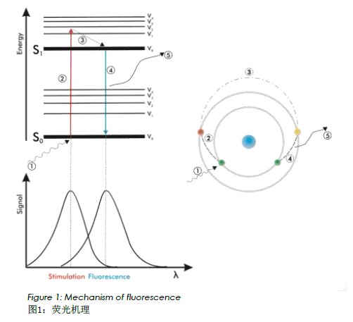 熒光機(jī)理